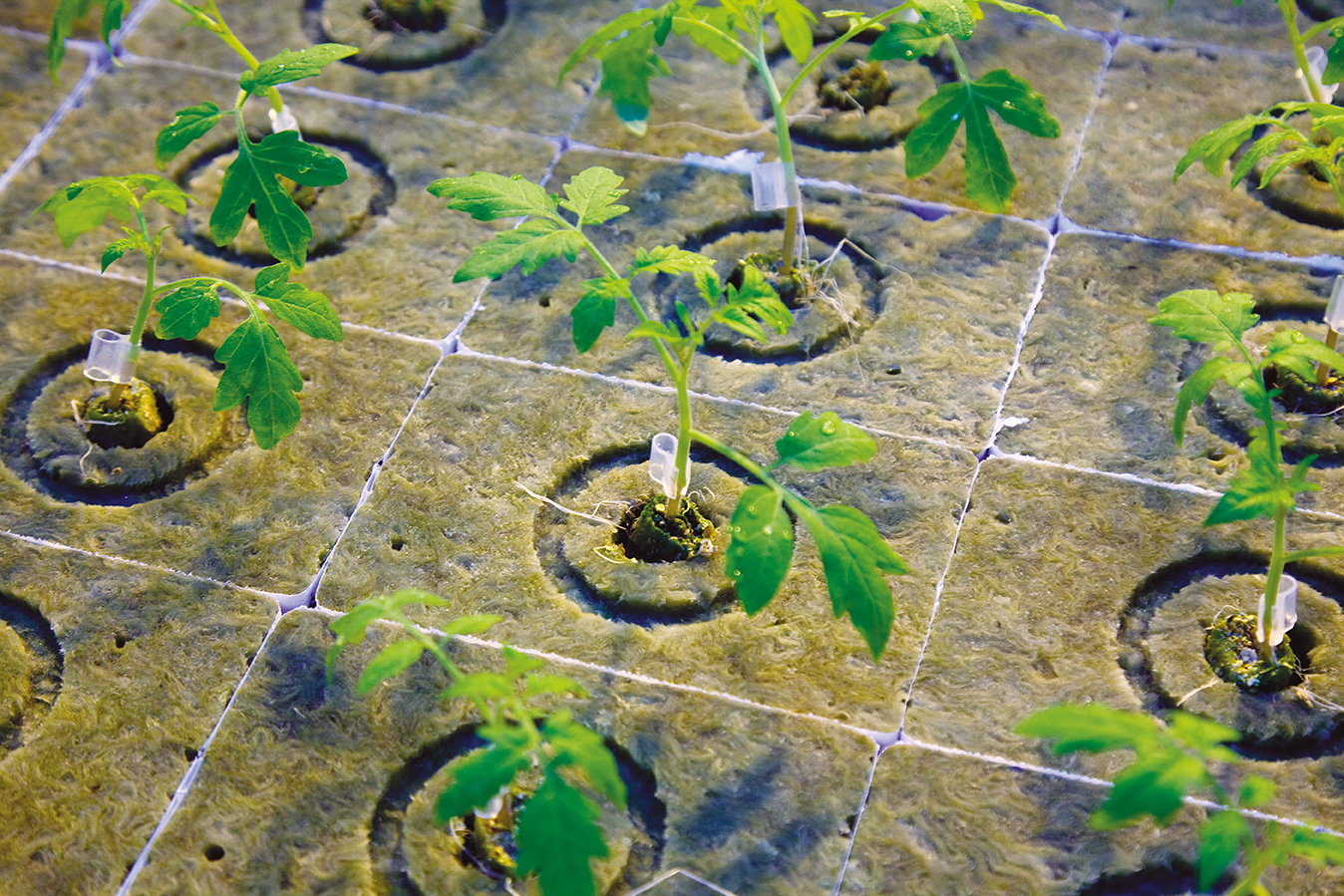 grodan, Plantop Delta, small tomato plant