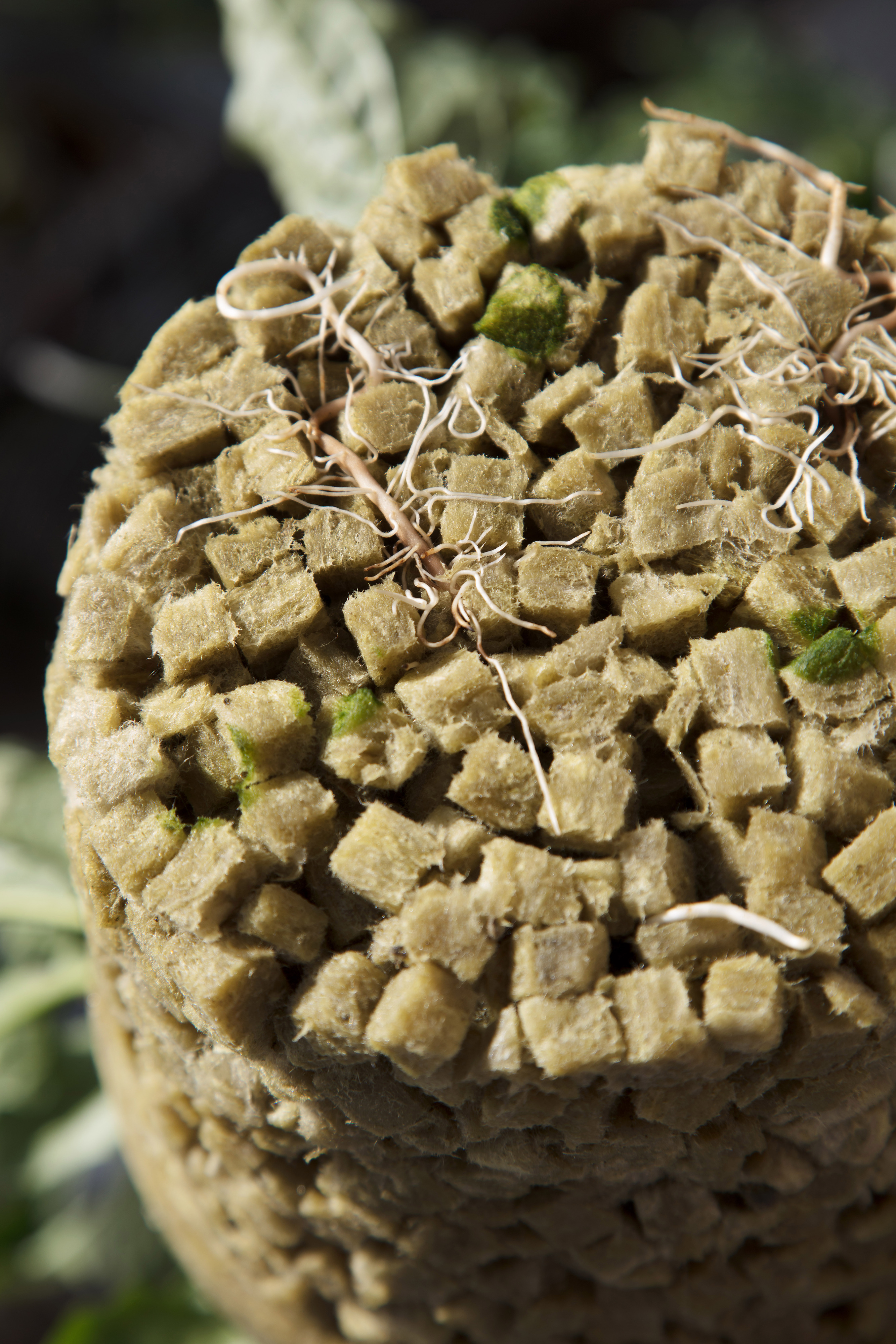 Grodan grow-cubes - Image 4