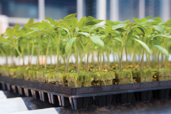 Photo SBS, Visual SBS