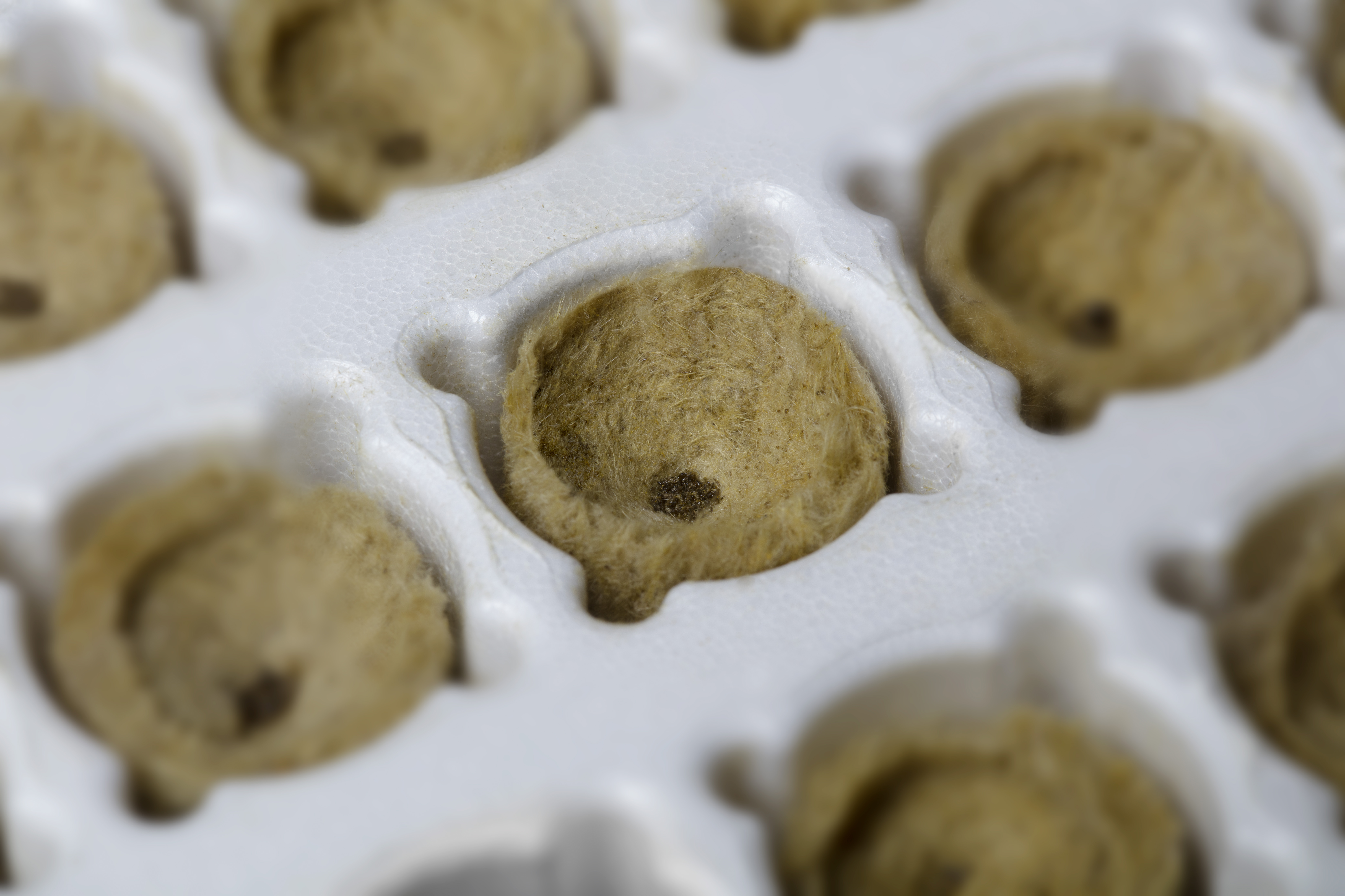 Grodan Plantop NG2.0 Conical Plugs / Standard Plugs