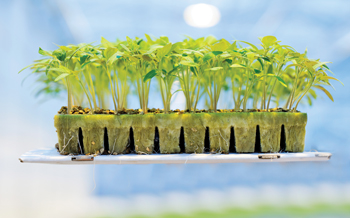 Photo A0 Plug, Visual A0 Plug, A0 Plug