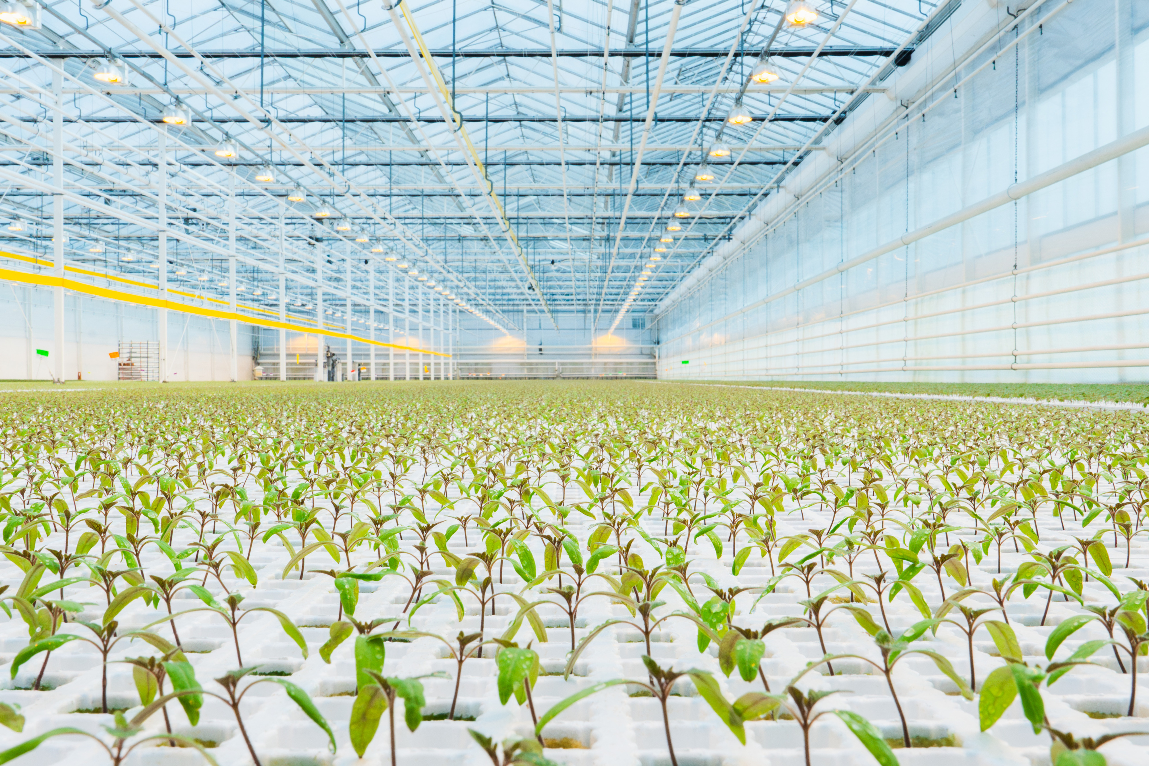Vermiculite free propagation at Dutch propagator P. van Geest