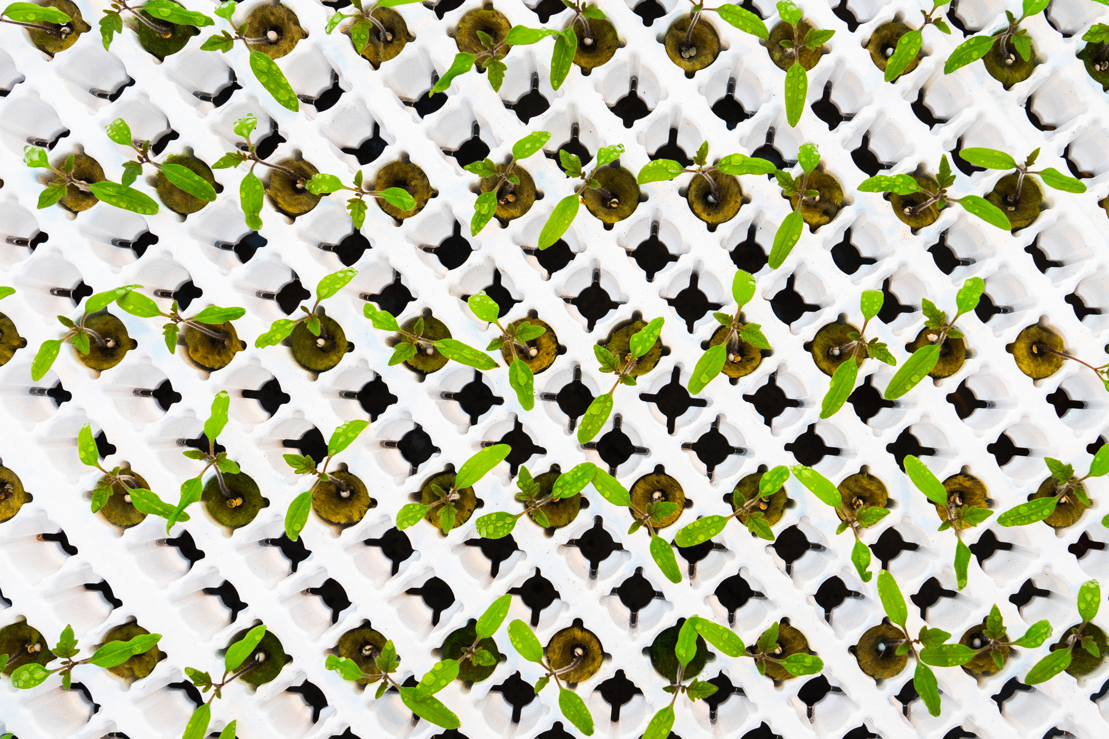 Vermiculite free propagation at Dutch propagator P. van Geest