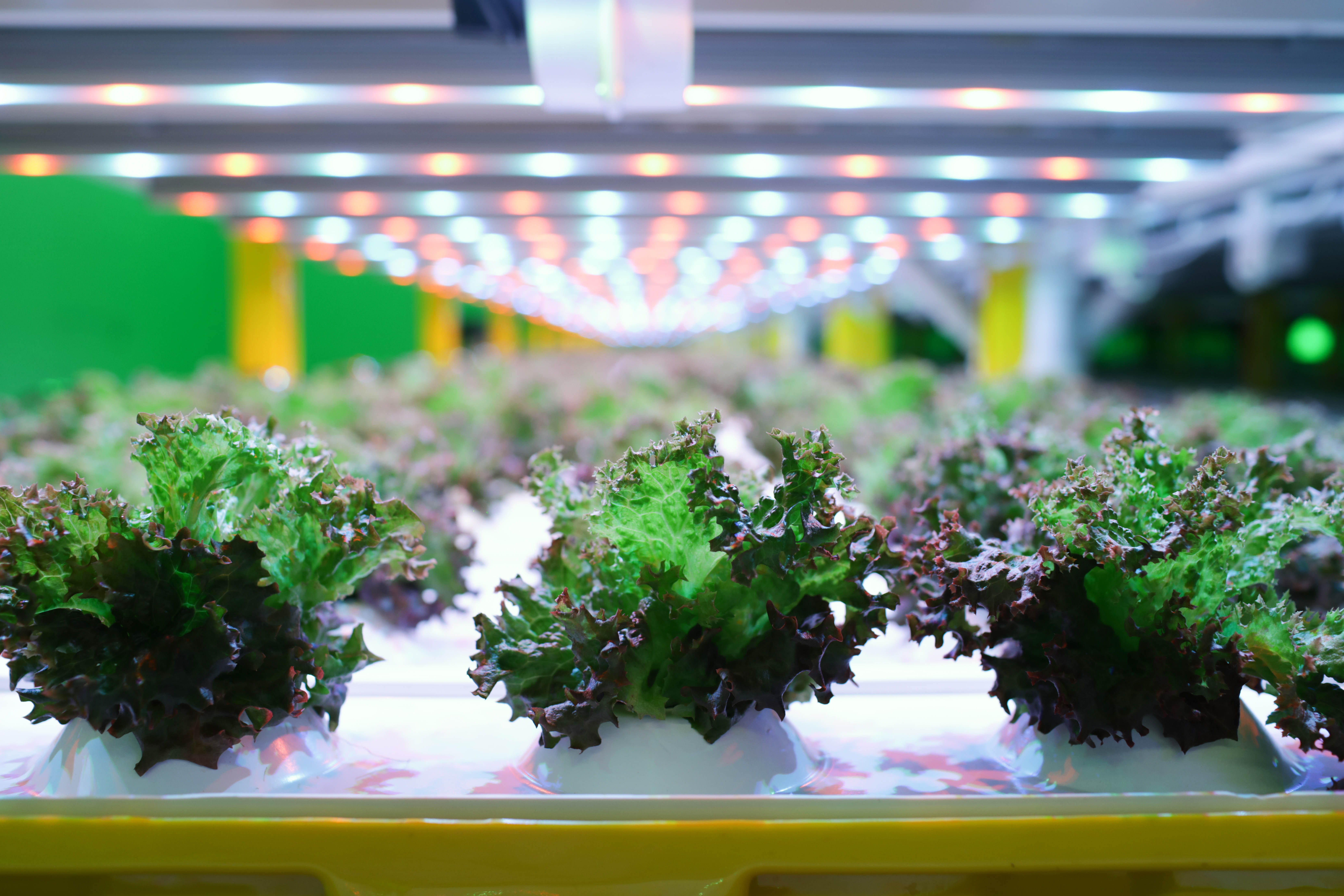 20200729 GR PHO 5269