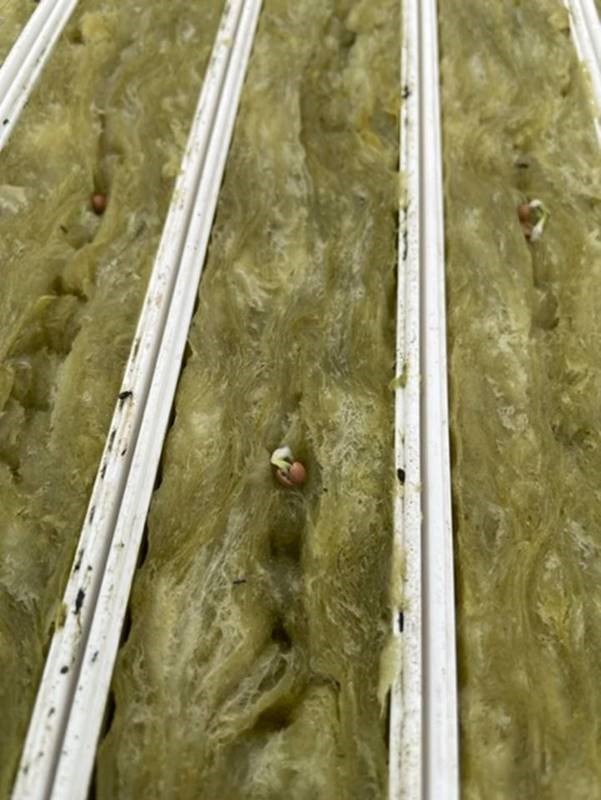 20220520 RW-GR PHO 1005