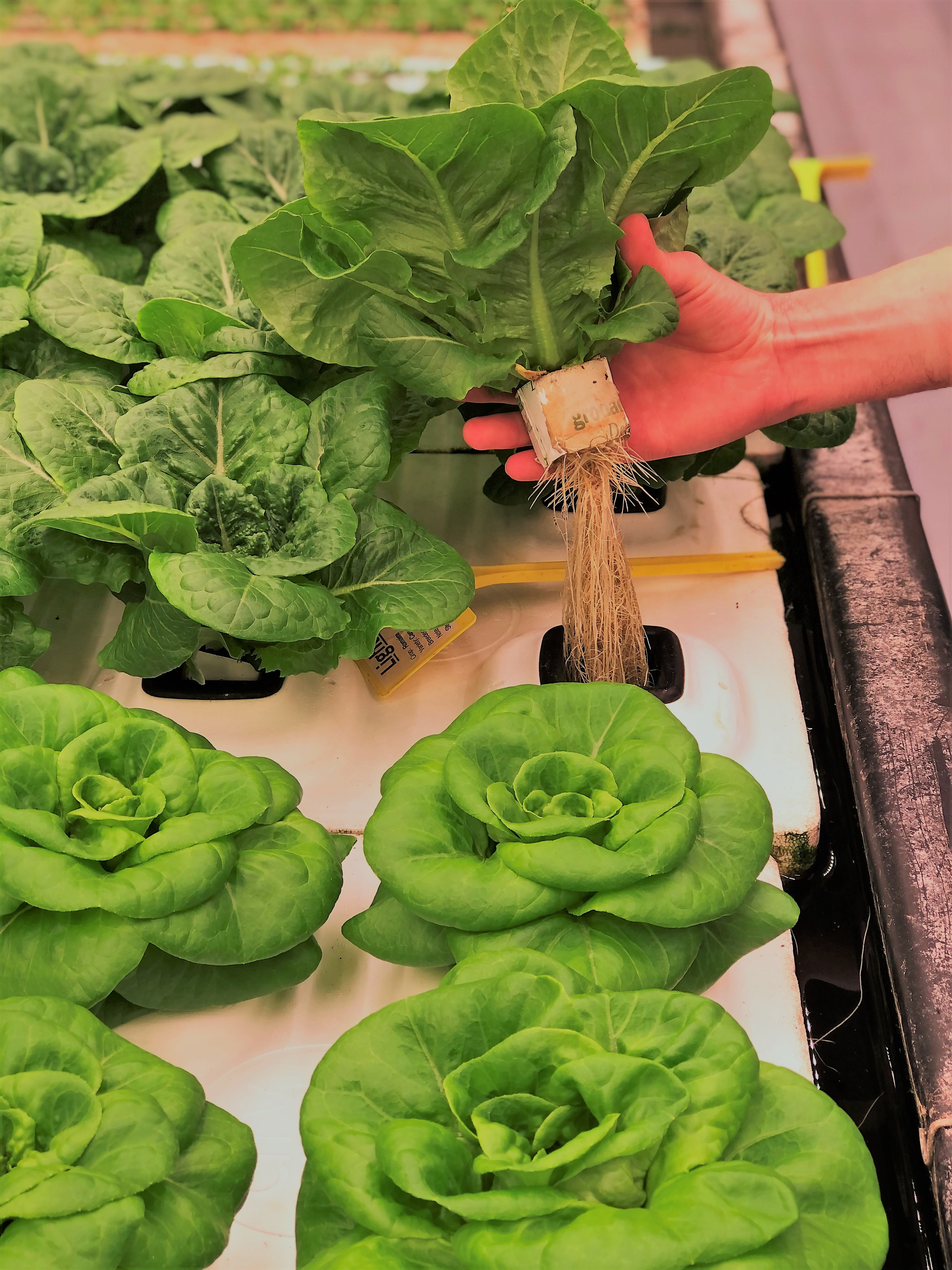 20210329_GR_PHO_5389