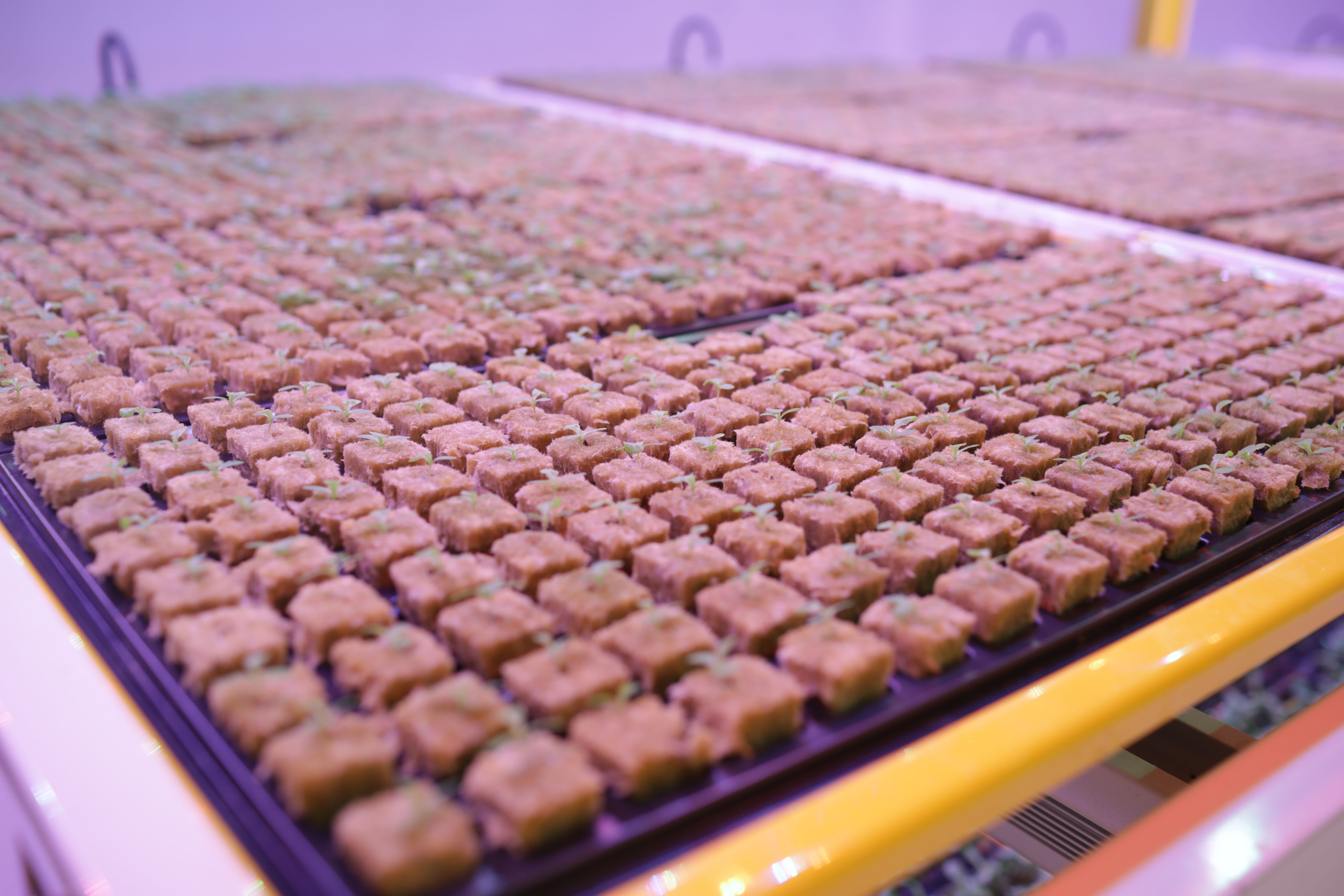 20200729 GR PHO 5267